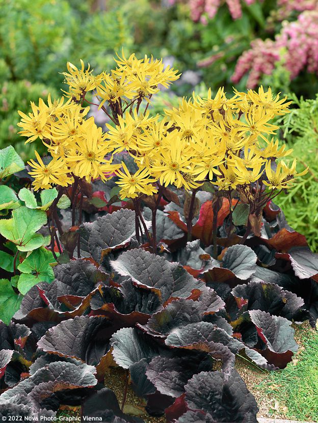 Бузульник Midnight Lady» (Ligularia ‘Midnight Lady’