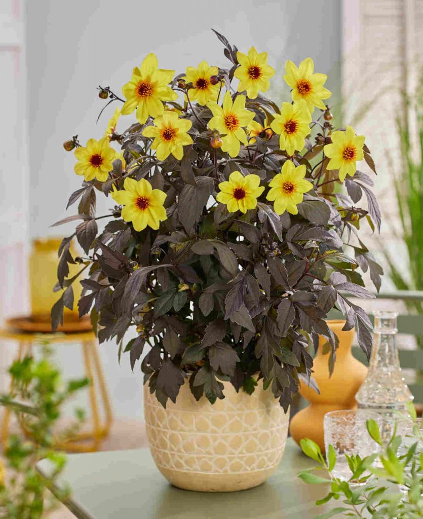 Жоржини «Mystic Illusion» (Dahlia ‘Mystic Illusion’)