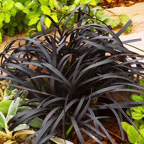 Офіопогон (Ophiopogon ‘Niger’)