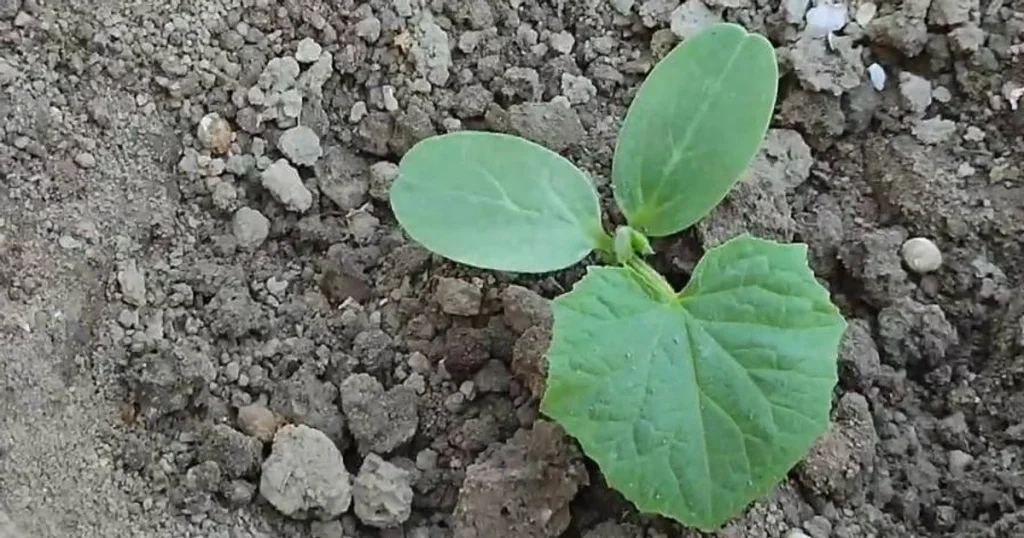 Догляд за огірками після висівання