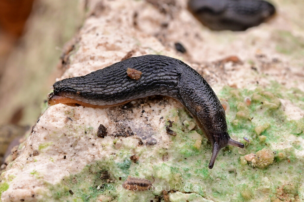 Arion hortensis