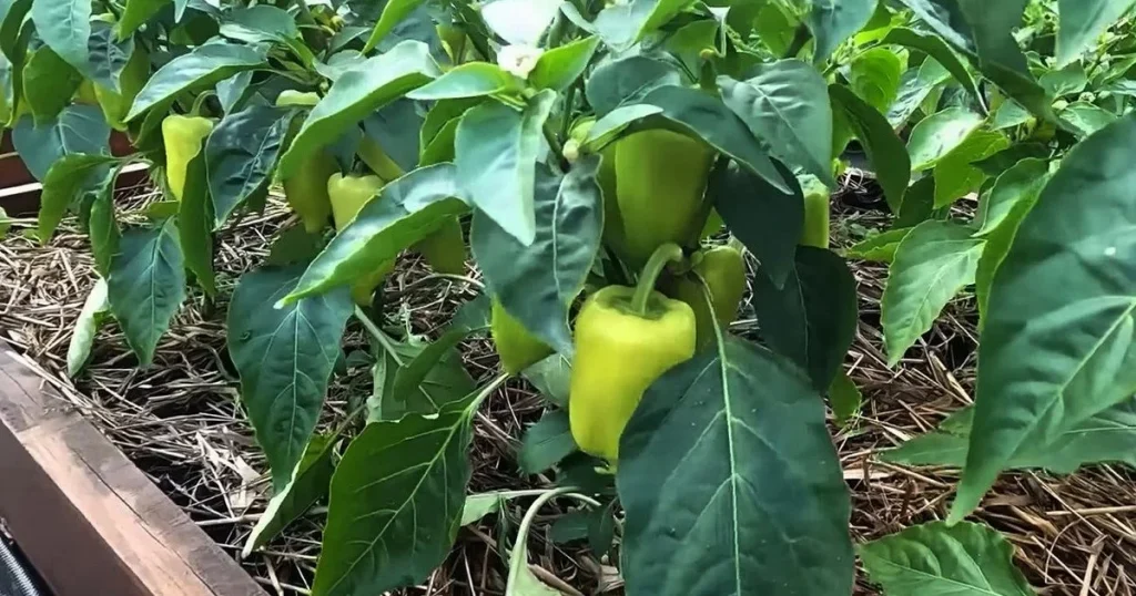 Підживлення перцю