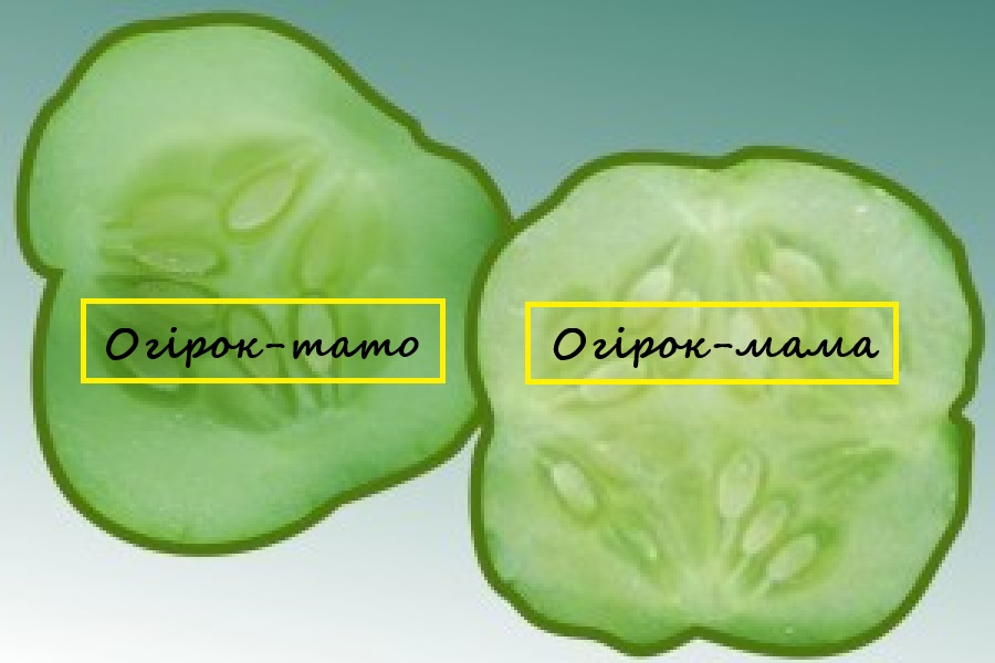 огірки