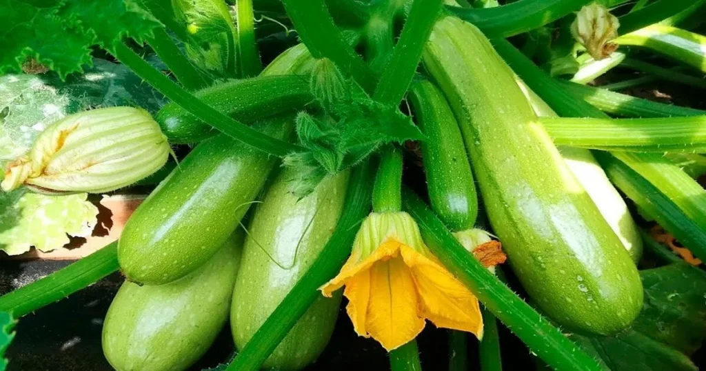 Кабачки на грядці