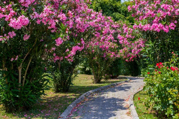 Пелюстки квітів на доріжках