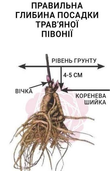 Посадка півонії