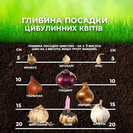 Глибина посадки цибулинних квітів