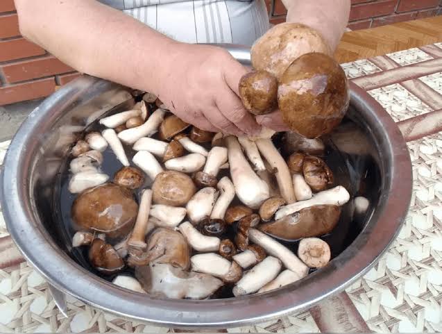 Лісові гриби