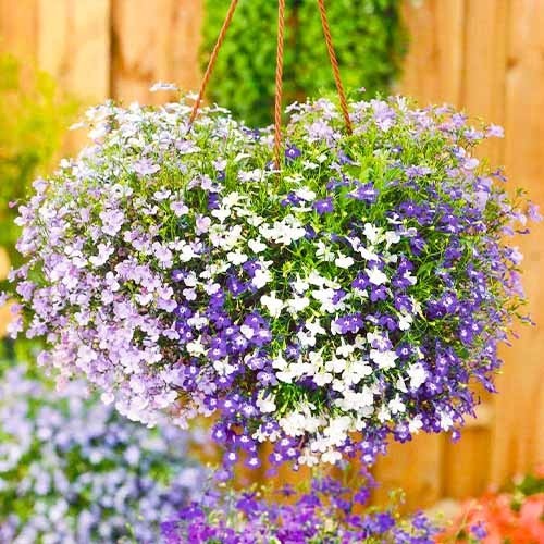 Лобелія
