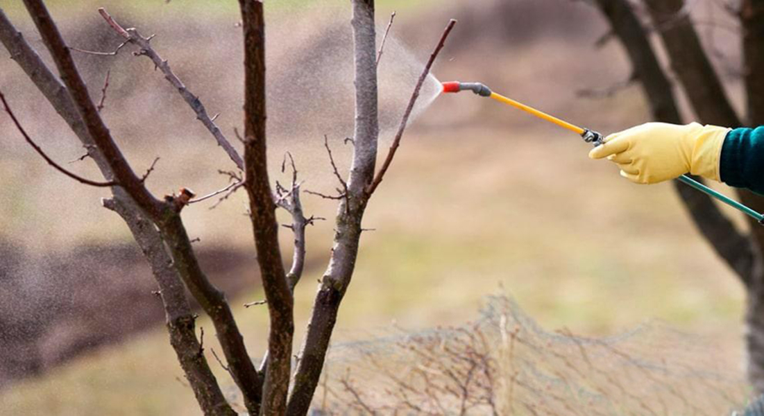 Обприскування саду мідним купоросом